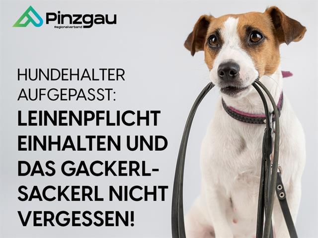 Foto_Hund_Regionalverband_Pinzgau